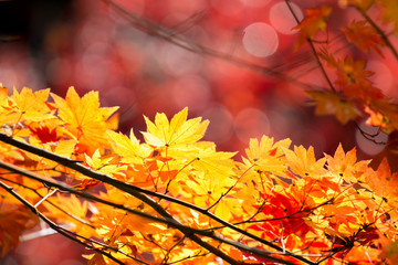 autumn  fall background