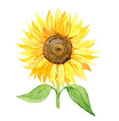 Sunflower isolated on white background, watercolor illustration