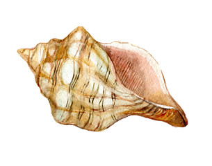 Shell isolated on white background, watercolor illustration