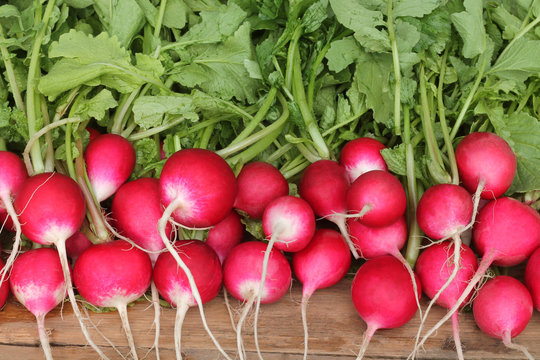 Fresh washed red radish with leaves on a wooden table.