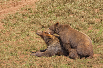 Ursus arctos