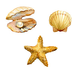 Set of sea shells, starfish, shell with a pearl isolated on white background, watercolor illustration