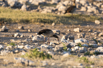 Vogel