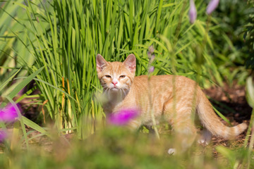 cute red kitten in the garden