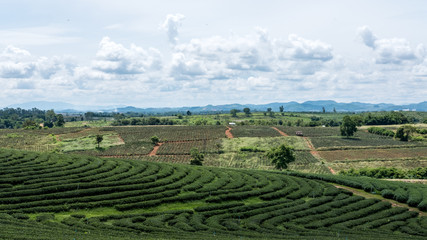 Fototapeta na wymiar Tea plantation and mountain view with blue sky background