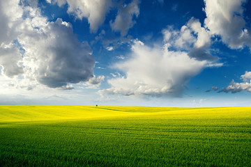 Beautiful summer landscape with the wheat green field and cloudy blue sky above it. Rural minimalistic landscape.