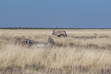 Fototapeta na wymiar Oryx