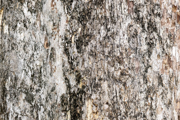 Tree bark texture background.
