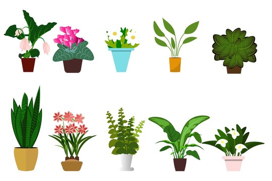 House plants isolated on white background. Set of flowers in pots . Vector illustration.