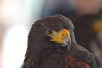 Aigle