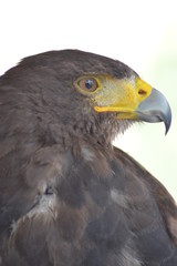 Aigle