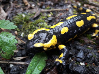salamandre savoie