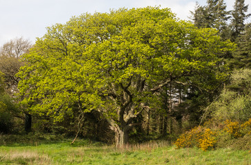 Obraz premium Big and Old Tree in South England