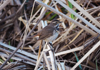 Bird schoenobaenus acrocephalus sitting at the cane view from the right