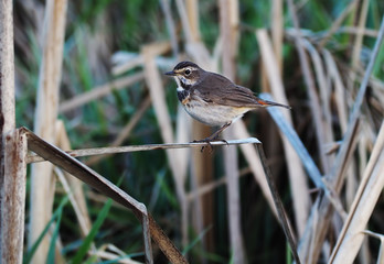 Bird schoenobaenus acrocephalus sitting at the cane view from the left side