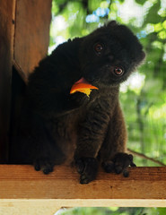 White-headed Lemur baby eating  orange