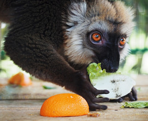 White-headed Lemur eating cabbage and orange