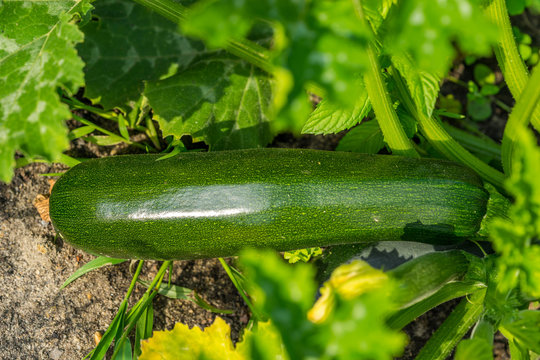 Zucchini