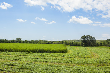A field of hay partially cut with a blue sky and white clouds in Wisconsin.