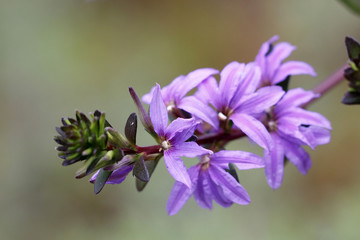 Blaue Fächerblume  (Scaevola aemula)