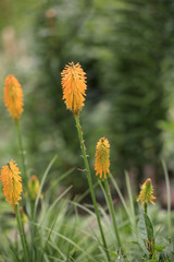 Fackellilien Blüten  (Kniphofia)