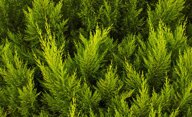 The texture of a green juniper. Leaf texture background. 