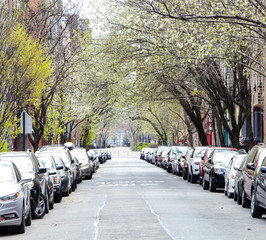 Cars parked along a city street with a canopy of trees overhead in New York City