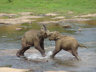 éléphanteau qui joue ensemble au sri lanka