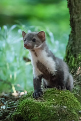 Stone marten, Martes foina, with clear green background. Beech marten, detail portrait of forest animal. Small predator sitting on the beautiful green moss stone in the forest. Wildlife scene, France.