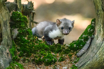 Stone marten, Martes foina, with clear green background. Beech marten, detail portrait of forest animal. Small predator sitting on the beautiful green moss stone in the forest. Wildlife scene, France.