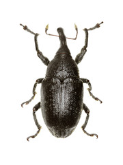 True Weevil Larinus on white Background  -  Larinus (Phyllonomeus) sturnus (Schaller, 1783)