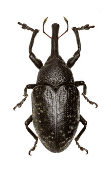 True Weevil Larinus on white Background  -  Larinus (Phyllonomeus) sturnus (Schaller, 1783)