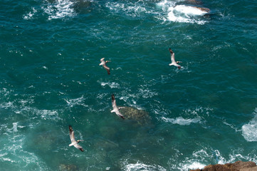 Obraz premium Looking down on four pelicans