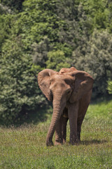 Fototapeta na wymiar Elefante Africano