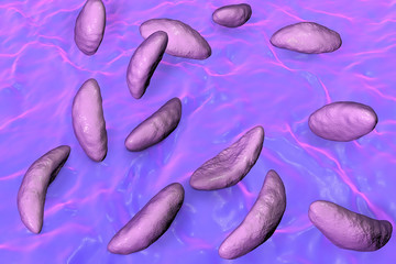 Parasitic protozoans Toxoplasma gondii which cause toxoplasmosis in tachyzoite stage, 3D illustration