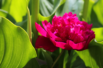 Radiant pink peony flower in garden