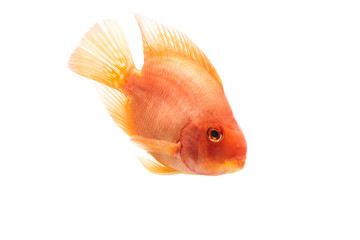 red Amphilophus in black background