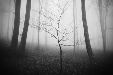 black and white tree in foggy forest