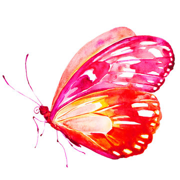 beautiful red butterfly,watercolor,isolated on a white