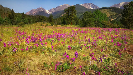 wildflower landscape in the Rocky Mountains 