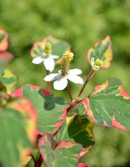 Houttuynia cordata Chameleon