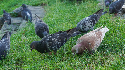 Fototapeta premium a group of pigeons feeding in the grass