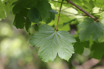 Feldahorn Blätter im Frühling (Acer campestre)