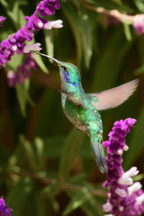 Hummingbird(Trochilidae)