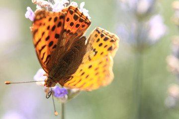 The butterfly