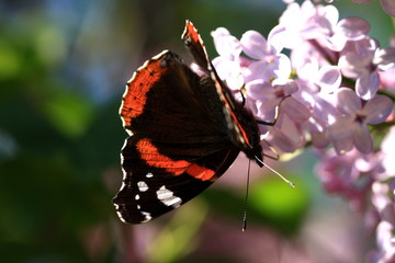 Butterfly Vanessa Atalanta