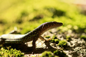 The little dragon