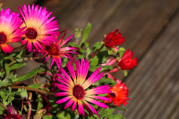 Fototapeta premium Pink and red mesembryanthemum flowers
