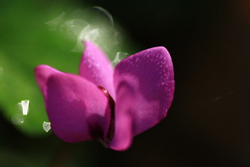 The Cyclamen after rain