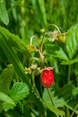 Berry plants wild strawberry on the bush, summer forest landscape, vertical